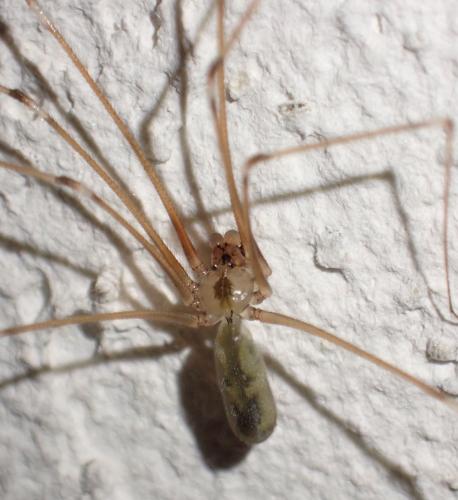 Réf. 336 355 : Pholcus phalangioides